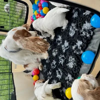 Bild aus Hundezucht vd Schönefelder Höhe in Brandenburg, wo unsere English Cocker Spaniel-Hunde in einer liebevollen Umgebung aufwachsen.