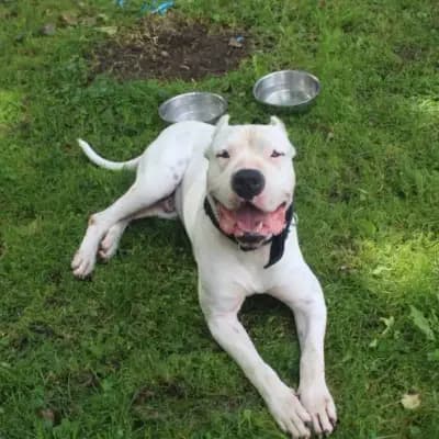 Tyson