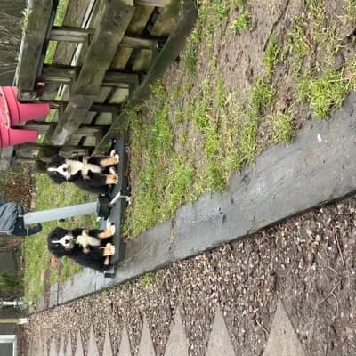 Bild aus Bernersennenhunde vom Schimmerhof  in Mecklenburg-Vorpommern, wo unsere Berner Sennenhund-Hunde in einer liebevollen Umgebung aufwachsen.