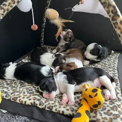 *Bezaubernde Chinese Crested Powderpuff Welpen ~choco ~black * – Chinese Crested Dog Welpe, Hessen, Yetiştirildi Like Ice in the Sunshine