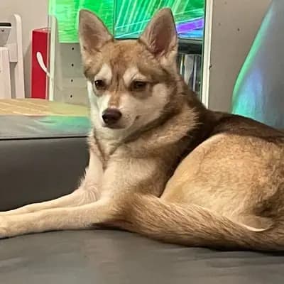 Galerie-Bild von Alaskan Klee Kai at Aurora in Baden-Württemberg, mit Eindrücken unserer Alaskan Klee Kai-Zucht.