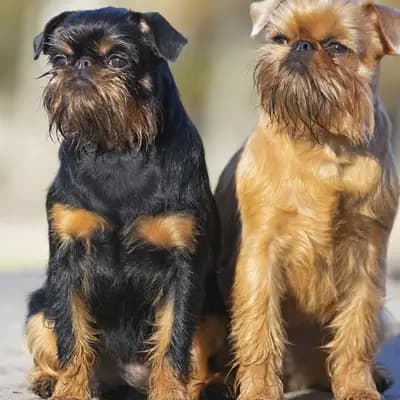 Brüsseler Griffon – Hunderasse