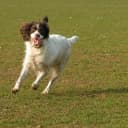 Foto der Rasse Irish Red and White Setter