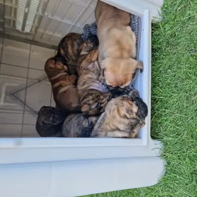 Bild aus Bachgau_B_Bulls LIEBHABER Zucht in Bayern, wo unsere Continental Bulldog (Nationale Rasse)-Hunde in einer liebevollen Umgebung aufwachsen.