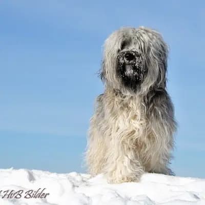Galerie-Bild von "Tingsha"  Tibet Terrier von Unterfranken in Bayern, mit Eindrücken unserer Tibet Terrier-Zucht.