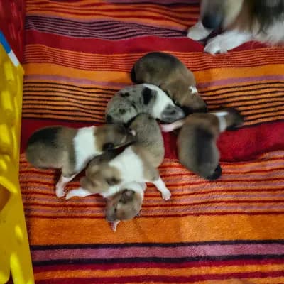 Bild aus Vom Sonnenhof  in Rheinland-Pfalz, wo unsere Collie (Langhaar)-Hunde in einer liebevollen Umgebung aufwachsen.
