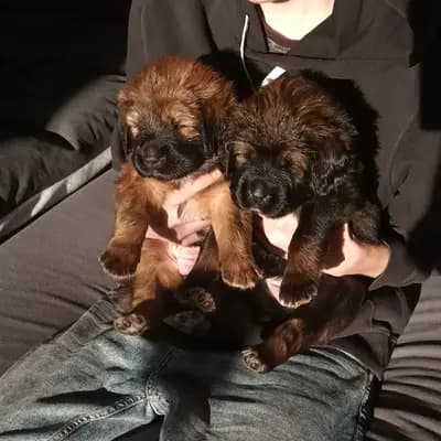 Galerie-Bild von Hundezucht von dem grünen Felde in Niedersachsen, mit Eindrücken unserer Do Khyi-Zucht.