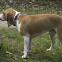 Foto der Rasse Schweizer Niederlaufhund (Schwyzer Niederlaufhund)