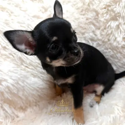 Mali – Chihuahua Welpe, Niedersachsen, Raised by Chihuahuas von der grünen Wiese 