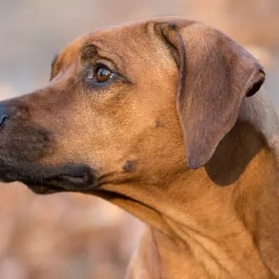 Galerie-Bild von Matembezi kwa Ekundo Afrika in Nordrhein-Westfalen, mit Eindrücken unserer Rhodesian Ridgeback-Zucht.