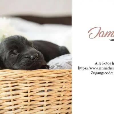 Galerie-Bild von Flat Coated Retriever von Equinox in Rheinland-Pfalz, mit Eindrücken unserer Flat Coated Retriever-Zucht.