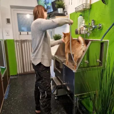 Bild aus Shiba Inu vom hundecampus in Salzburg, wo unsere Shiba Inu-Hunde in einer liebevollen Umgebung aufwachsen.