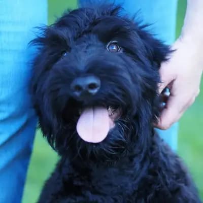 Schwarzer russischer Terrier FCI – Russischer Schwarzer Terrier Welpe, Woiwodschaft Karpatenvorland, 由...饲养 Schwarzer russischer Terrier Welpen - Astra Fidelis FCI