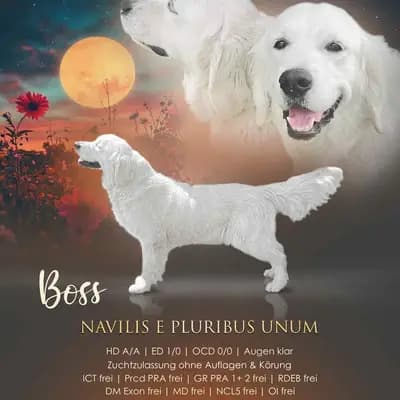 Golden Retriever Rüde 2 Jahre jung sucht – Golden Retriever Welpe, Bayern, 由...饲养 Golden Retriever und Labrador Retriever Zucht seit 1996.