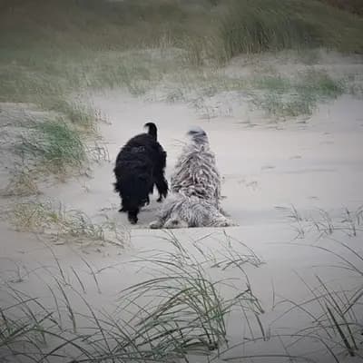 Galerie-Bild von von den Keksdieben in Baden-Württemberg, mit Eindrücken unserer Bergamasker Hirtenhund-Zucht.