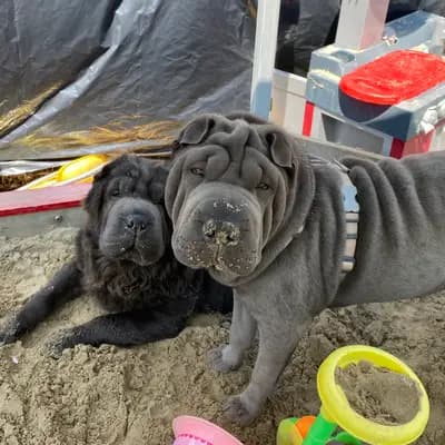 Foto von Malou, einem Shar Pei-Elternhund in Baden-Württemberg.