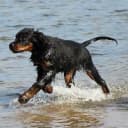 Foto der Rasse Gordon Setter