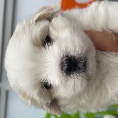 Galerie-Bild von from CotonOfHappyness  in Nordrhein-Westfalen, mit Eindrücken unserer Coton de Tulear-Zucht.