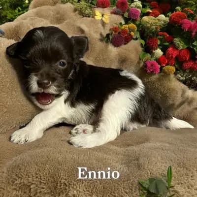 Ennio – Zwergschnauzer Welpe, Bayern, 由...饲养 Ehrenbürg-Zwerge (American Schnauzer)