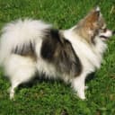 Foto der Rasse Kleinspitz