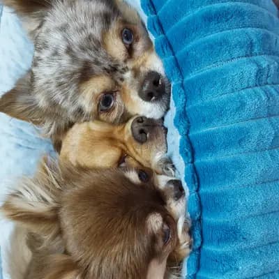 Bild aus Chihuahua vom Glückstal  in Bayern, wo unsere Chihuahua-Hunde in einer liebevollen Umgebung aufwachsen.