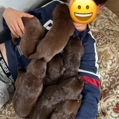 Galerie-Bild von Aussiedor  in Rheinland-Pfalz, mit Eindrücken unserer Aussiedoodle (Australian Shepherd x Pudel)-Zucht.