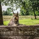 Foto der Rasse Berger de Picardie