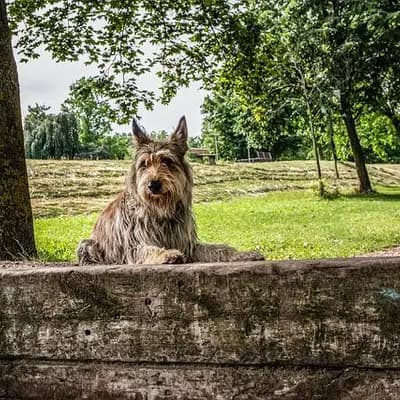 Berger de Picardie – Hunderasse