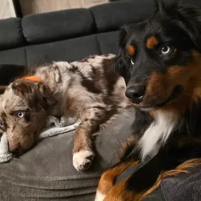 Melody – Australian Shepherd Welpe, Rheinland-Pfalz, 由...饲养 Australian Shepherds vom Purzels-Hof