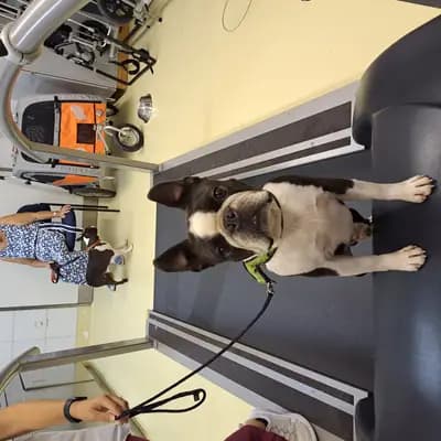 Titelbild von Beutler's Boston Terrier in Hessen, Heimat unserer Boston Terrier-Zucht.
