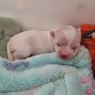 Sancho – Coton de Tulear Welpe, Nordrhein-Westfalen, 由...饲养 Mengercotons