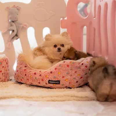 Bild aus Royal dogs Berlin  in Berlin, wo unsere Zwergspitz-Hunde in einer liebevollen Umgebung aufwachsen.