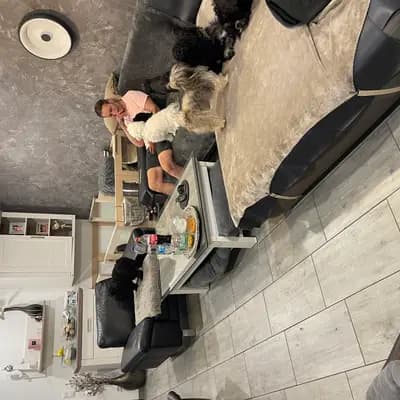 Bild aus Maltiboo vom Niederrhein  in Nordrhein-Westfalen, wo unsere Bolonka Zwetna (Nationale Rasse)-Hunde in einer liebevollen Umgebung aufwachsen.