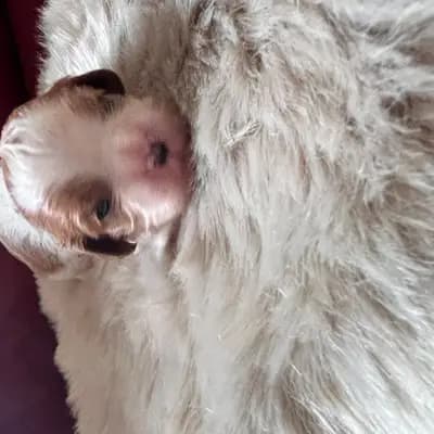 Foto von Balu, einem Cavalier King Charles Spaniel-Welpe in Rheinland-Pfalz.