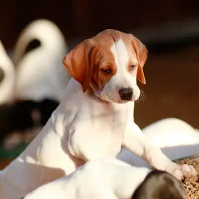 Galerie-Bild von Zwinger von den Dachsfichten in Brandenburg, mit Eindrücken unserer English Pointer-Zucht.