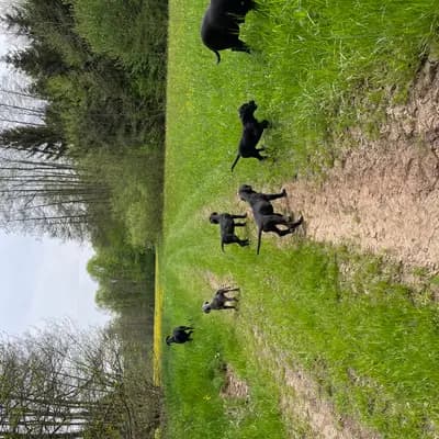 Bild aus von der Edelruh  in Bayern, wo unsere Deutsche Dogge-Hunde in einer liebevollen Umgebung aufwachsen.