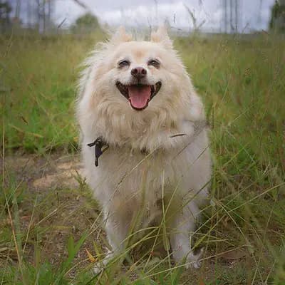 Japan Spitz – Hunderasse