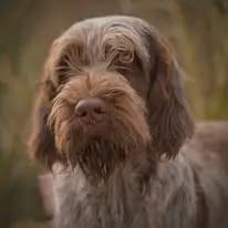 Galerie-Bild von Spinone Italiano vom Bergheimer Hof in Baden-Württemberg, mit Eindrücken unserer Spinone Italiano-Zucht.