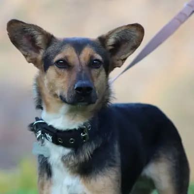 Matti