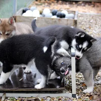 Galerie-Bild von Huskykennel of Snow Wolf Valley in Bayern, mit Eindrücken unserer Siberian Husky-Zucht.