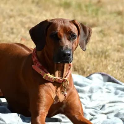 Galerie-Bild von Kennel from Rhodesian Spirit  in Bayern, mit Eindrücken unserer Rhodesian Ridgeback-Zucht.