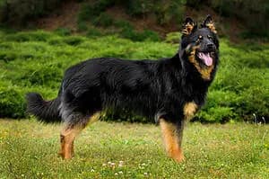 Böhmischer Schäferhund (Chodsky pes) – Hunderasse