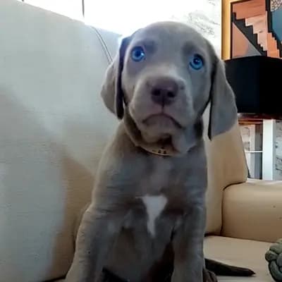 Foto von !VERKAUFT! Manuka (süsser Honig), einem Weimaraner (kurzhaar)-Welpe in Niederösterreich.