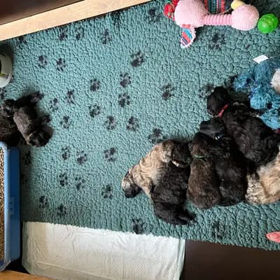 Bild aus Bouviers des Flandres vom Spicher Wäldchen in Nordrhein-Westfalen, wo unsere Bouvier des Flandres-Hunde in einer liebevollen Umgebung aufwachsen.