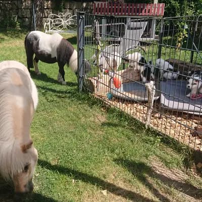Bild aus Elo® von Werths Echte  in Bayern, wo unsere Elo-Hunde in einer liebevollen Umgebung aufwachsen.