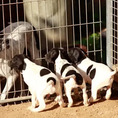 Galerie-Bild von Zwinger von den Dachsfichten in Brandenburg, mit Eindrücken unserer English Pointer-Zucht.
