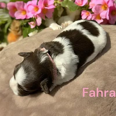 Fahra – Zwergschnauzer Welpe, Bayern, 由...饲养 Ehrenbürg-Zwerge (American Schnauzer)