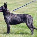 Foto der Rasse Hollandse Herdershond (Holländischer Schäferhund)