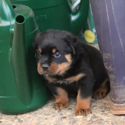 Dilayla – Rottweiler Welpe, Baden-Württemberg, 由...饲养 Rottweiler von der Strahlenburg 