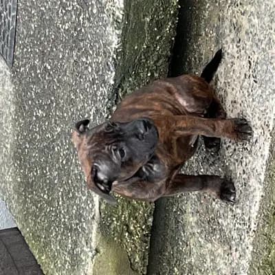 Foto von Mira, einem Staffordshire Bull Terrier-Welpe in Sachsen.